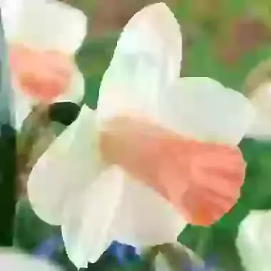 Pink Silk